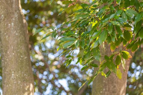 木 代表種|庭木(植木)の代表種まとめ！どんな種類があるの？